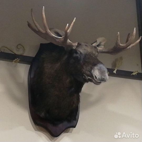 Выделка шкур. Изготовление чучел. Таксидермия