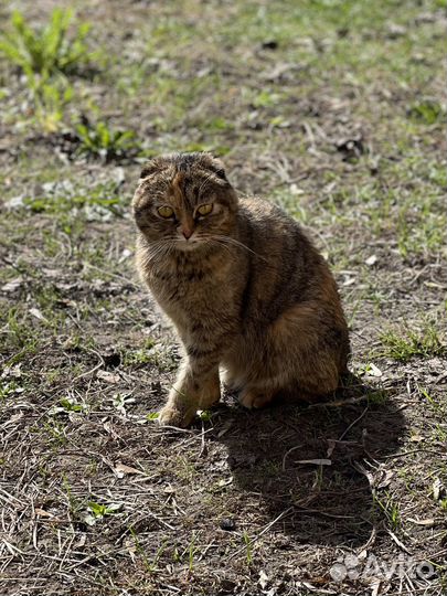 Кошка вислоухая