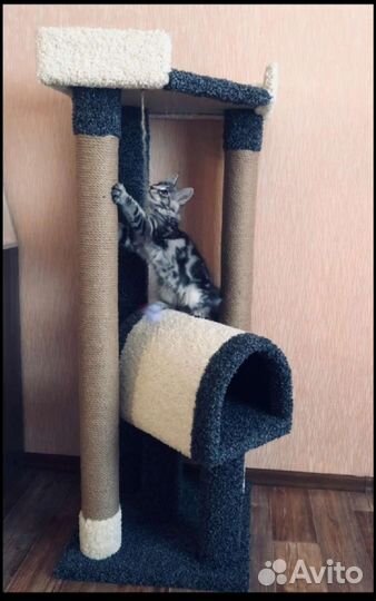 Когтеточка