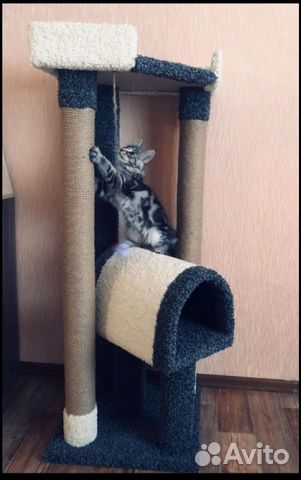 Когтеточка