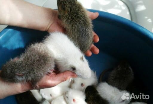 Продам Нутрии молодняк и взрослых