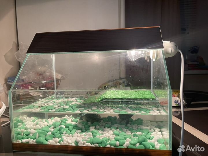 Красноухие черепашки