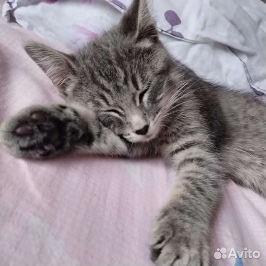 Котенок в добрые руки