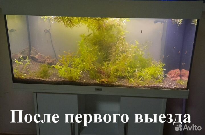 Аквариум. Если у вас так, это ко мне. Гарантия