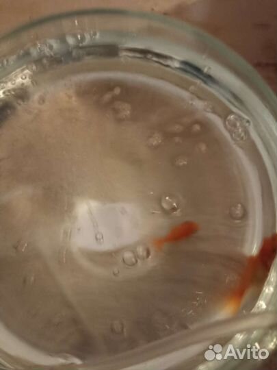 Золотая рыбка + круглый аквариум