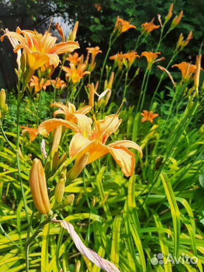 Растения для сада