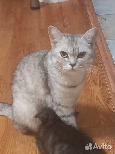 Британская кошка