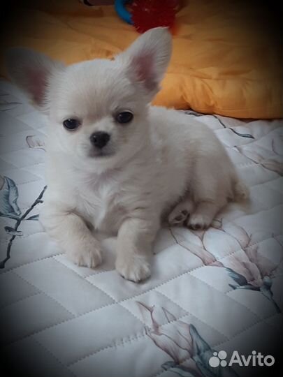 Щенки чихуахуа мальчики