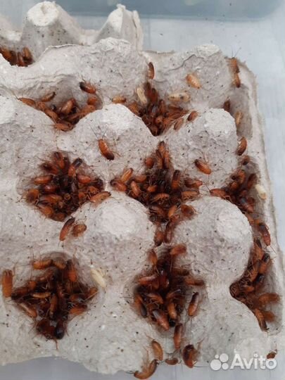 Кормовые насекомые