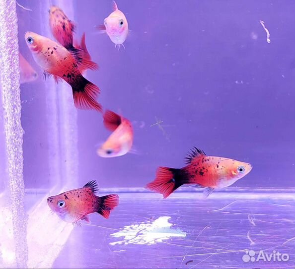 Гуппи и пецилии