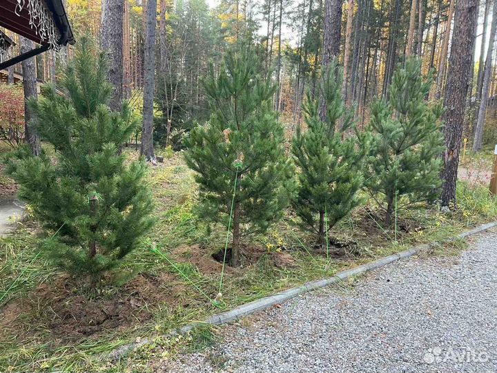 Ель Сосна обыкновенные саженцы