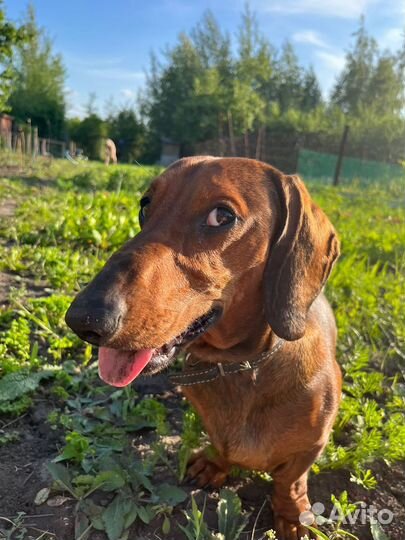 Такса вязка мальчик