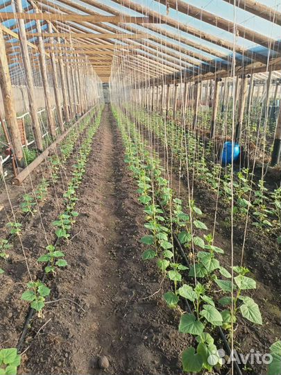 Вкусные и сладкие огурцы