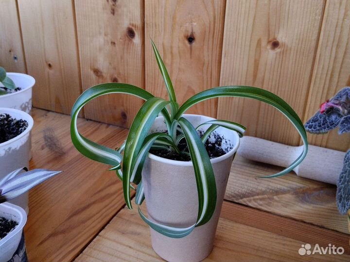 Комнатные цветы