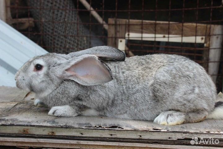 Кролики разных пород и возрастов