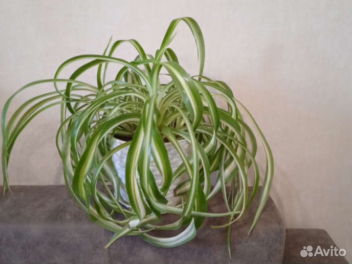 Хлорофитум кудрявый
