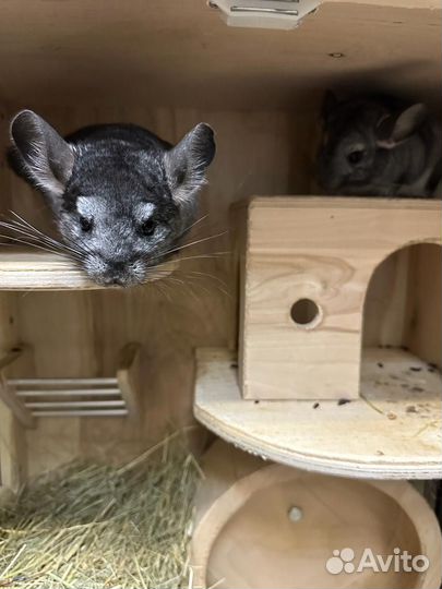 Шиншилла с клеткой