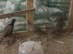 Семья фазанов 5 птиц