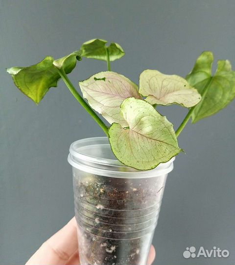 Сингониумы Серый призрак