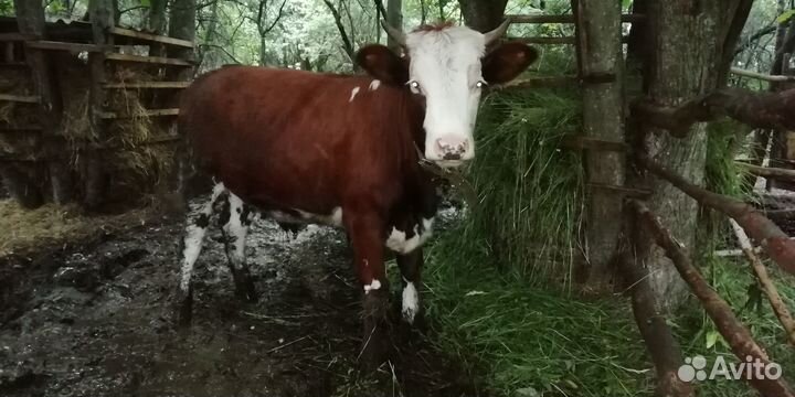 Телята и тёлки