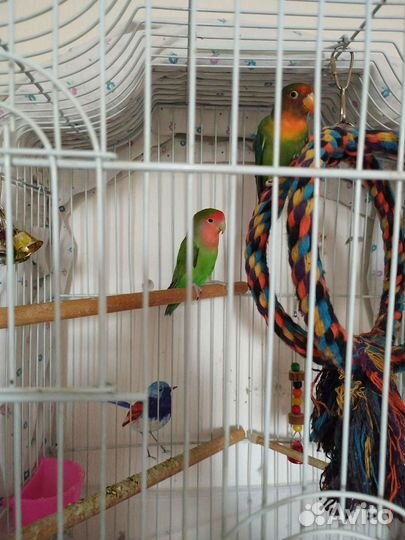 Попугай неразлучники пара с клеткой