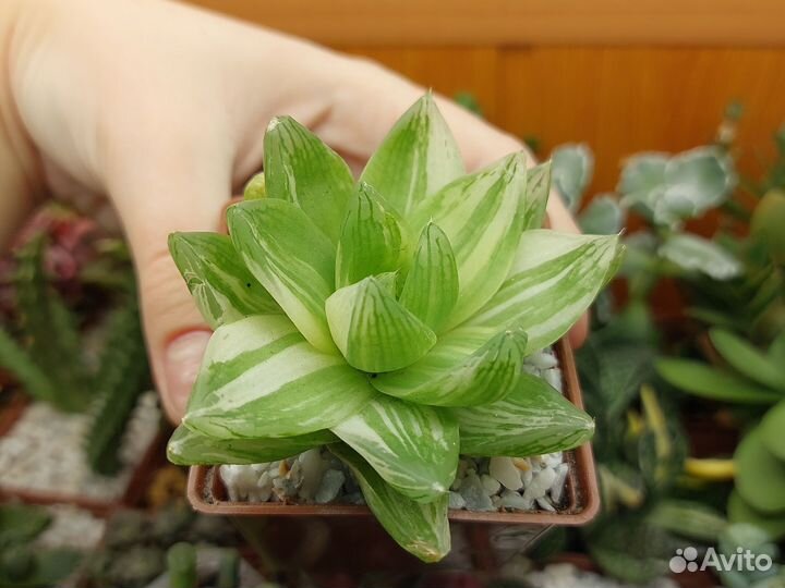 Суккуленты 3