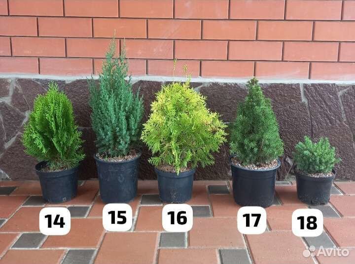 Можжевельники