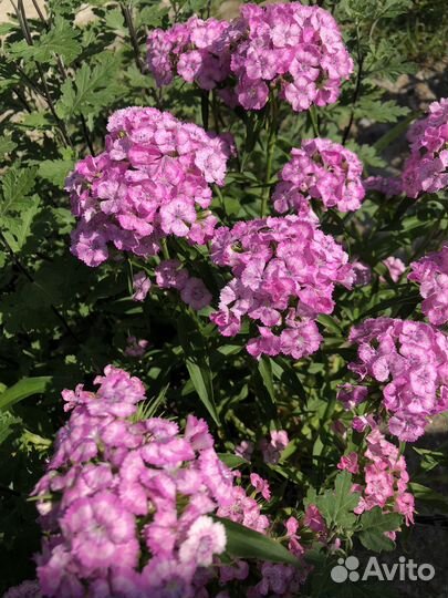 Излишки (цветы)