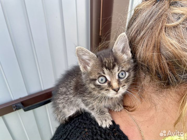 Котенок Вискас ищет хозяина