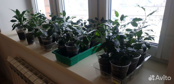 Фикус бенджамина, сансевиерия, хавортия