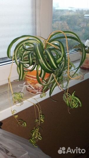 Хлорофитум кудрявый