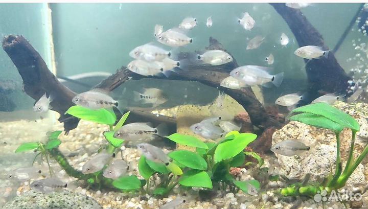 Аквариумная рыба