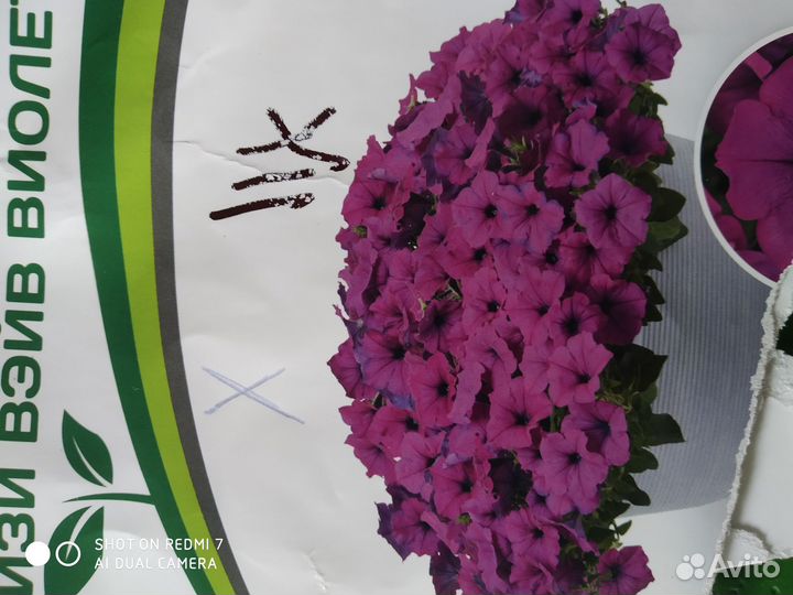 Цветы петунии рассада