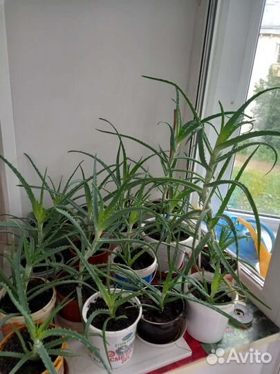 Алоэ лечебный