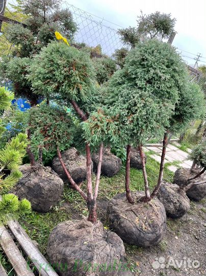 Можжевельник формированный