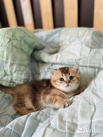 Шотландские котята