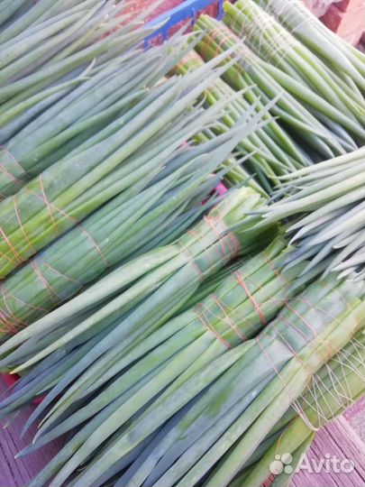 Редис, свежая зелень