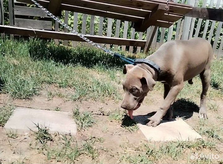 Щенки питбуля