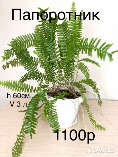 Комнатные цветы