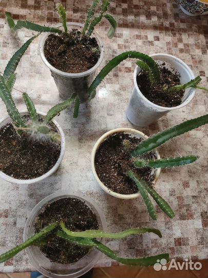 Питахайя (драконий фрукт)