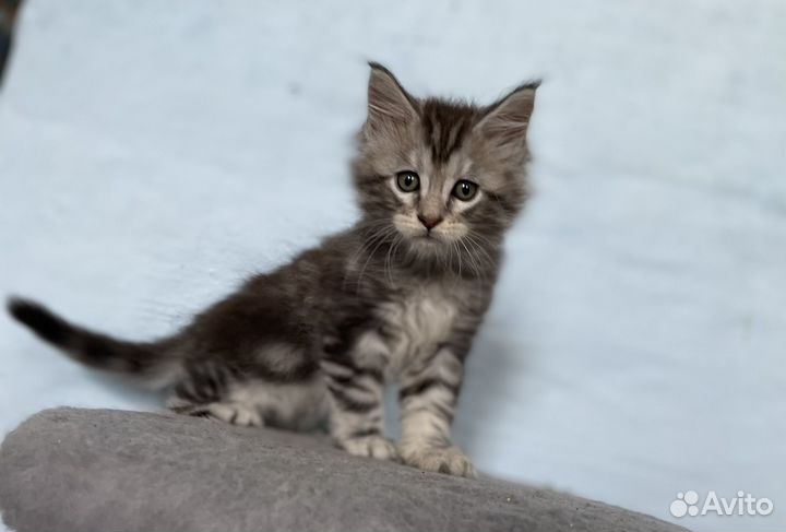 Котята мейнкуна