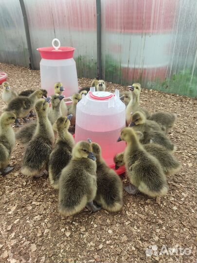 Гусята, Индюшата Хайбрид конвертер, бройлеры