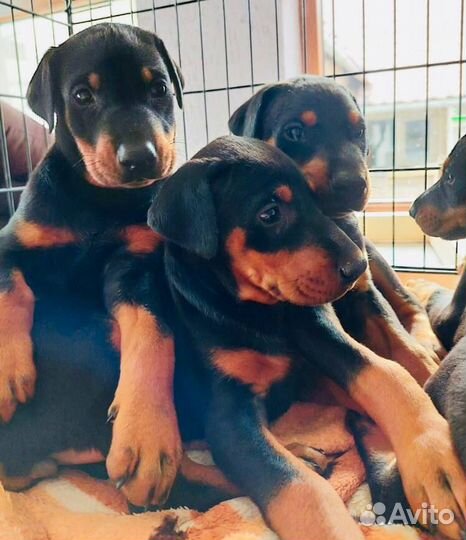 Щенки Добермана
