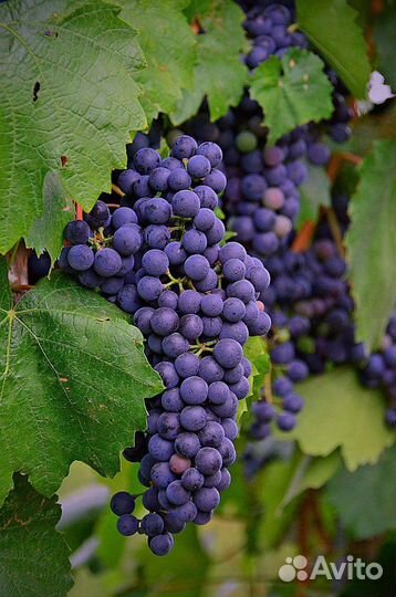 Виноград для сока тех. сортов
