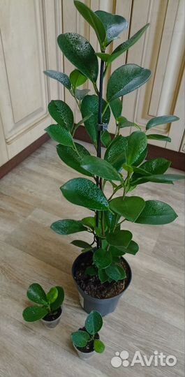 Фикус Микрокарпа Мокламе