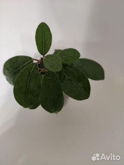 Фикус мокламе. Комнатные цветы