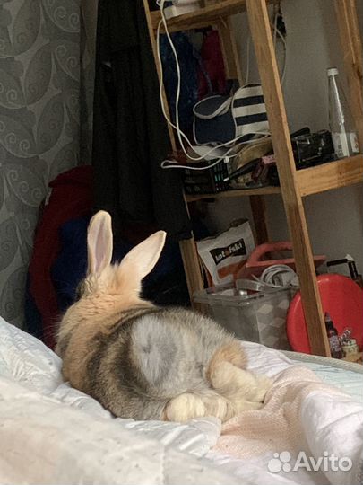 Декоративный кролик в добрые руки