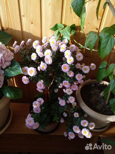 Хризантема розовая с жёлтой серединкой низкорослая