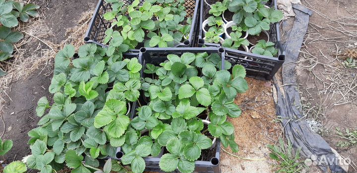 Рассада клубники сортовая