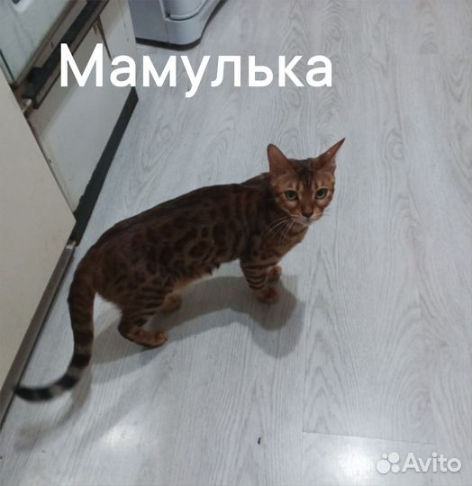 Бенгальские котята